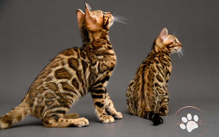 Bengal kitten for sale